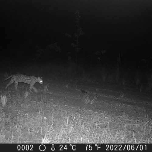 Leopardu pardalis - Ocelot