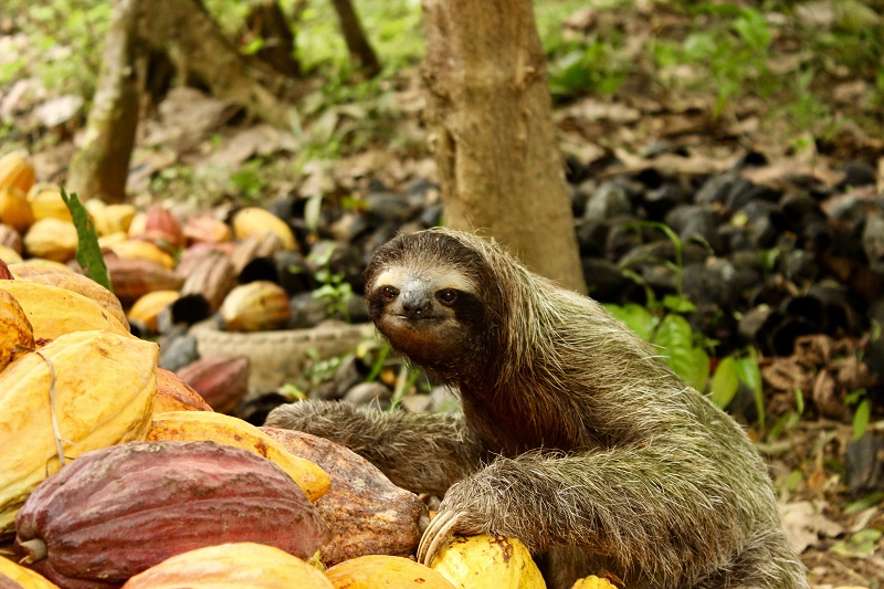 Paresseux sur cabosses de cacao