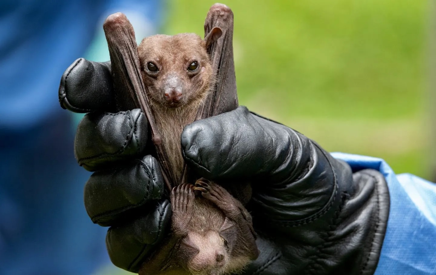 Chauve-souris covid