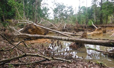 Deforestation - Illegal gold panning