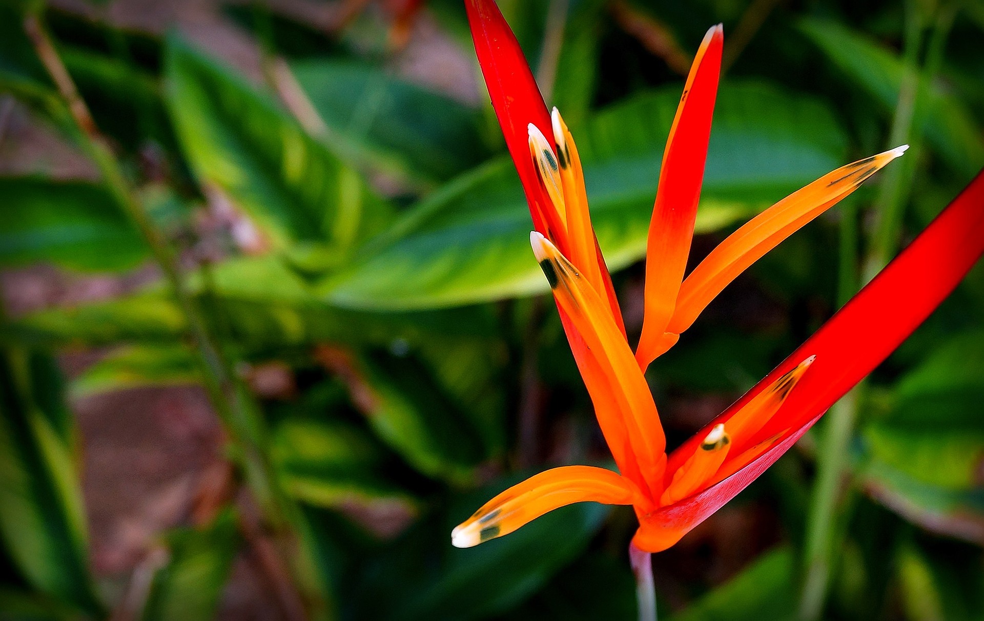 Guyane forêt fleur Mina Verde