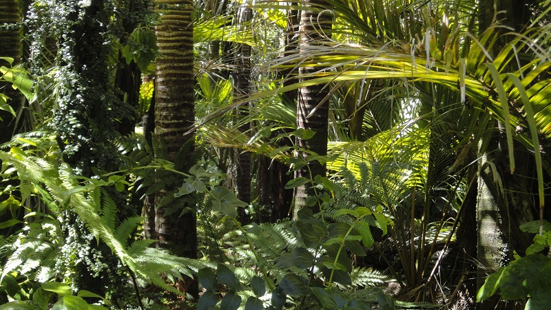 Forêt Guyane Mina Verde