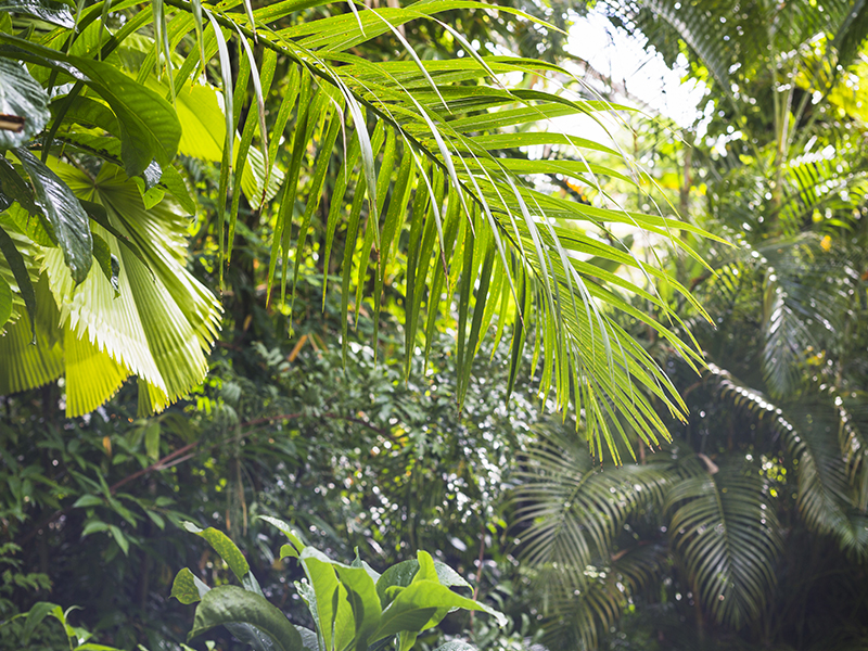 Forêt Guyane Mina Verde