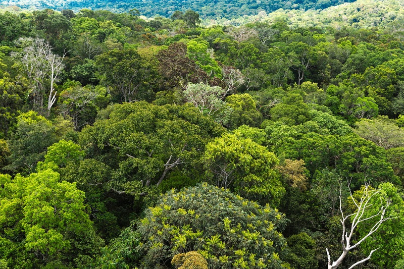 forêt tropicale