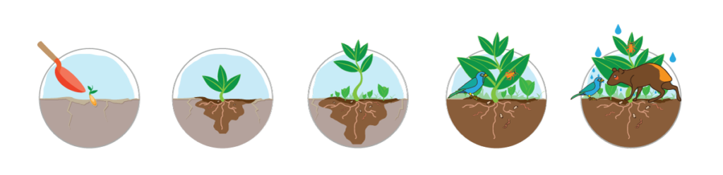 Utilité des plantes de service
