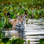 Jaguar dans l'eau