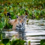 Jaguar in the water