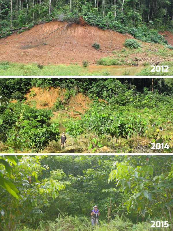 Evolution of a plantation by Solicaz