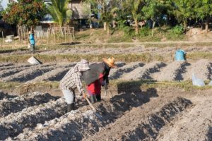 Workers in a field